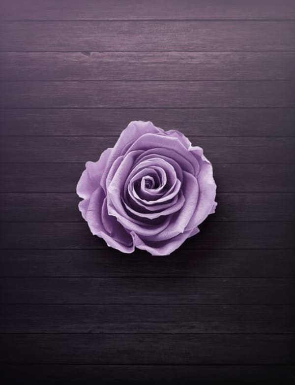 hình nền hoa hồng tím