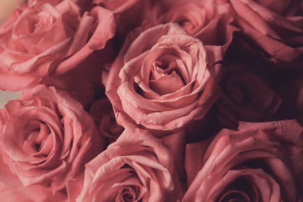 50+ Hình nền hoa hồng đẹp nhất thế giới cho điện thoại và PC