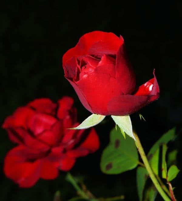 hình nền hoa hồng