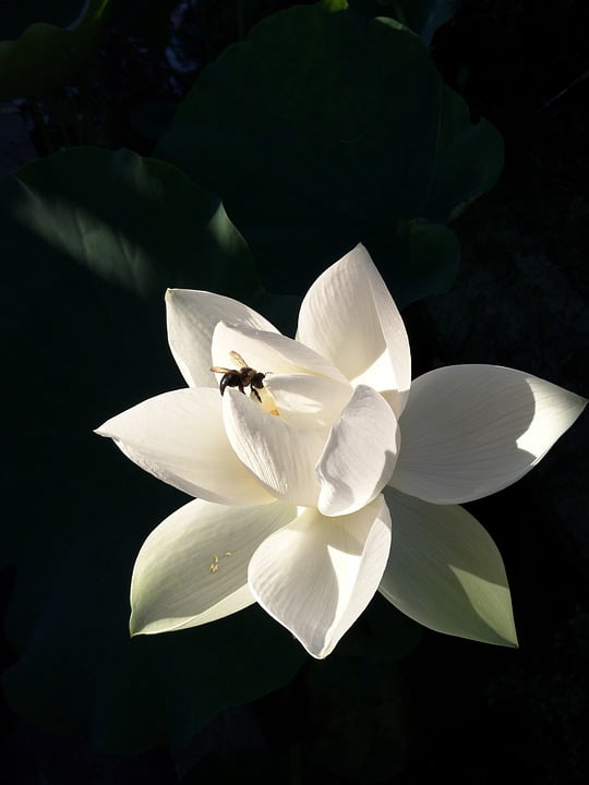 Ảnh hoa Sen trắng trong bóng tối cực đẹp