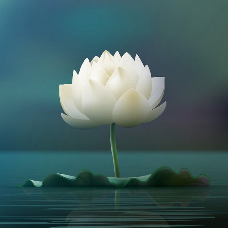 Hình ảnh hoa Sen trắng cõi Phật