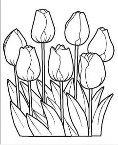 hoa tulip đẹp