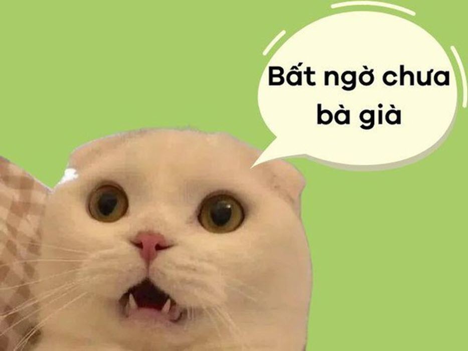 Meme bất ngờ hài nhất