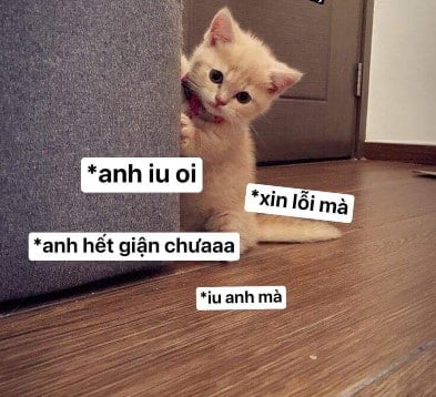 Meme mèo giận hờn