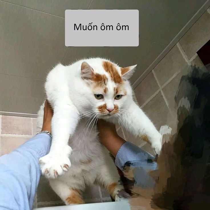 Meme muốn được người yêu ôm