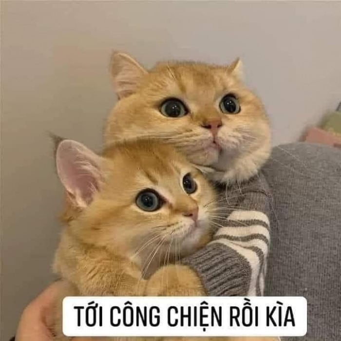 Meme ôm bảo vệ người yêu