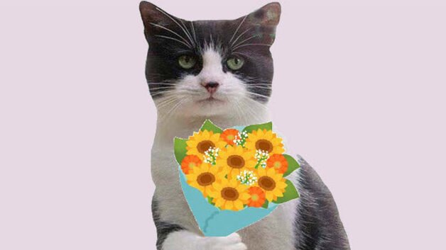 Tổng Hợp Ảnh Meme Mèo Tặng Hoa Hài Hước, Cute, Dễ Thương